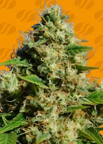 Banana Sherbet by Original Sensible Seeds, Photoperiod cannabis strain