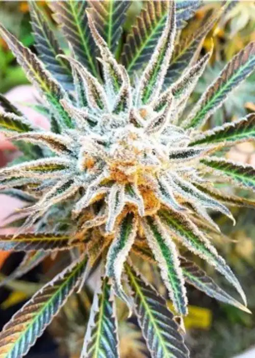 Banana Slammer by BlackFarm Genetix, Photoperiod cannabis strain
