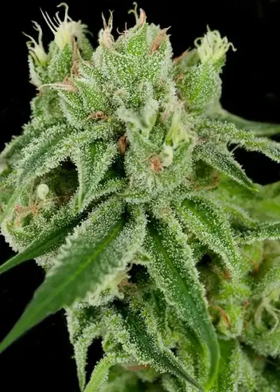 Banana Split by Crockett Family Farms, Photoperiod cannabis strain