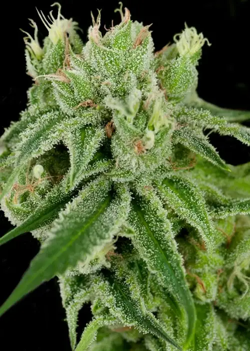 Banana Split by Crockett Family Farms, Photoperiod cannabis strain