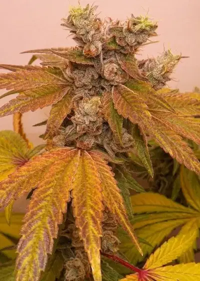 Banana Sundae by Cannarado Genetics, Photoperiod cannabis strain