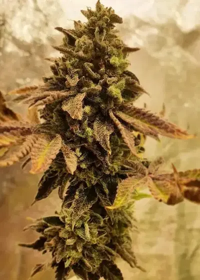 Banana Zkittlez by Dying Breed Seeds, Photoperiod cannabis strain