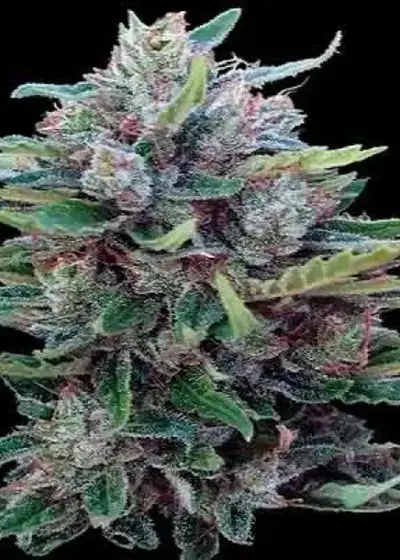 Bangui Haze by ACE Seeds, Photoperiod cannabis strain