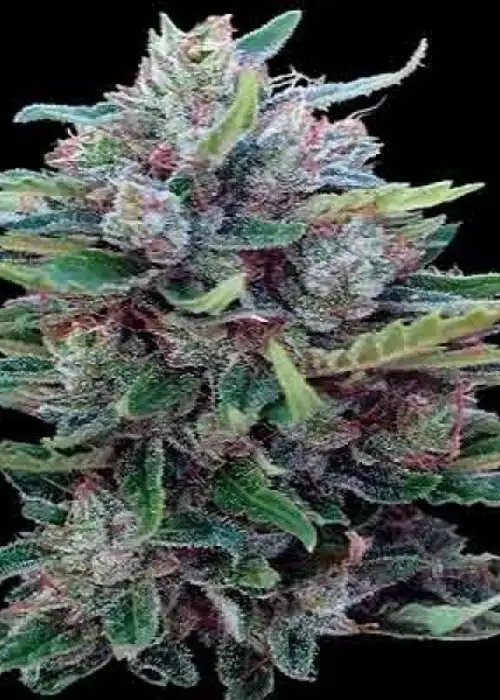 Bangui Haze by ACE Seeds, Photoperiod cannabis strain