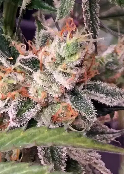 Banookies by The Grateful Seeds, Photoperiod cannabis strain