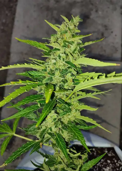 Banshee by Nuka Seeds, Autoflower cannabis strain