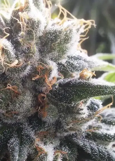 Barbara Bud by House of the Great Gardener, Photoperiod cannabis strain