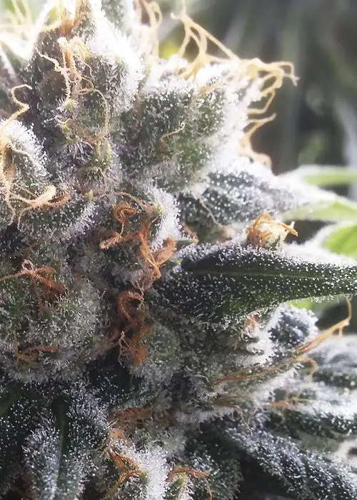Barbara Bud by House of the Great Gardener, Photoperiod cannabis strain