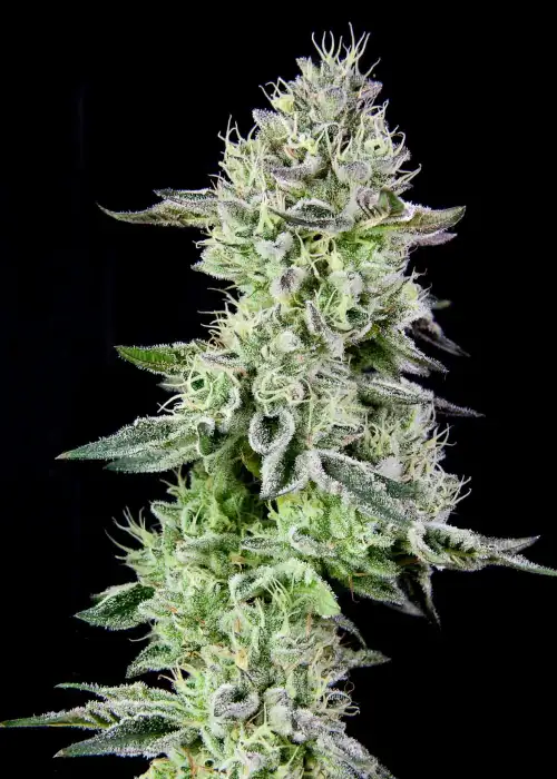 Barbara's Pie by The Grateful Seeds, Photoperiod cannabis strain
