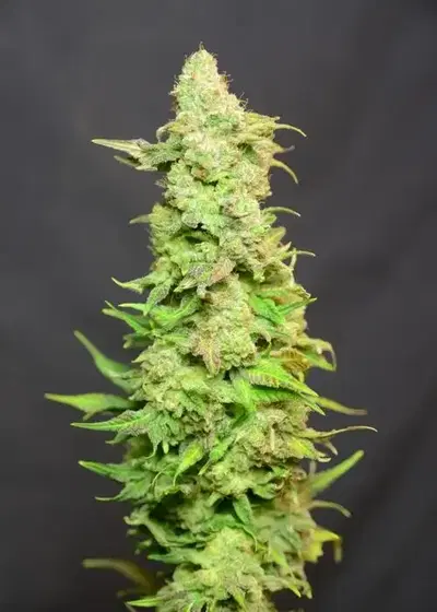Barbarella by House of the Great Gardener, Photoperiod cannabis strain