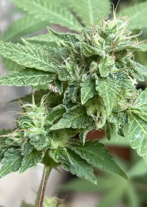 Bask Splitter by Bask Triangle Farms, Photoperiod cannabis strain