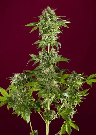 Bass Line Fem by Reggae Seeds, Photoperiod cannabis strain