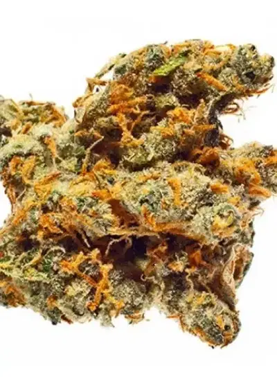 Bay 11 by Grand Daddy Purp, Photoperiod cannabis strain