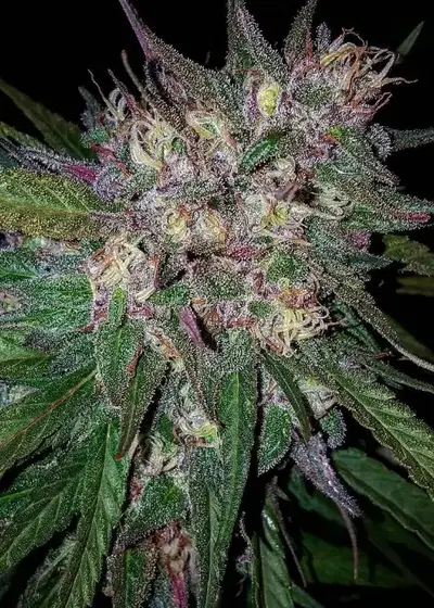 Bay Berry by Grand Daddy Purp, Photoperiod cannabis strain