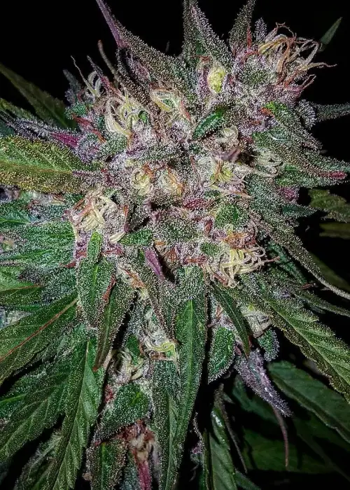 Bay Berry by Grand Daddy Purp, Photoperiod cannabis strain