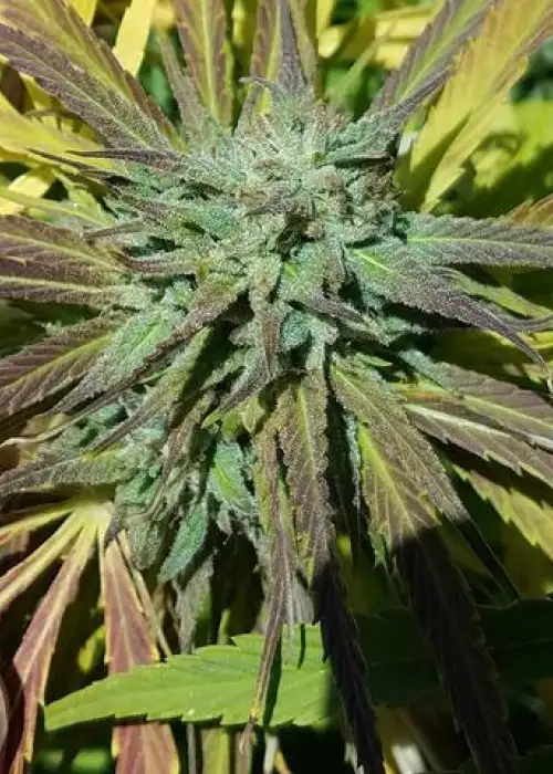 Bay Dream by Grand Daddy Purp, Photoperiod cannabis strain