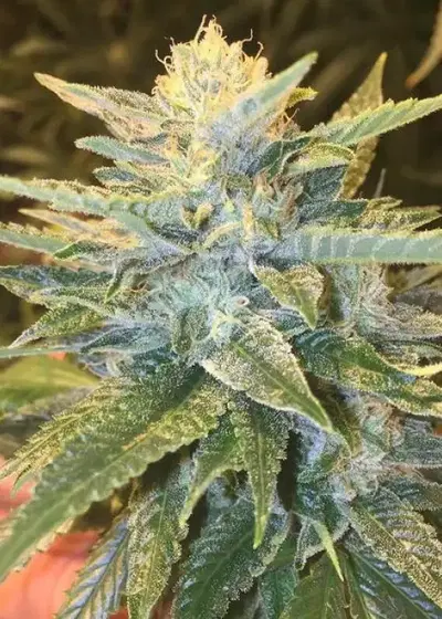 Bay Lotus by Grand Daddy Purp, Photoperiod cannabis strain