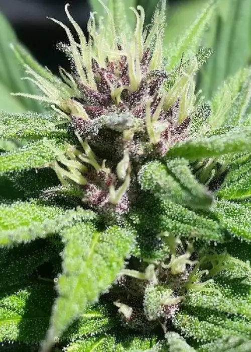 Bay Thunderbolt by Grand Daddy Purp, Photoperiod cannabis strain