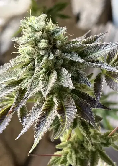 Bazkittlez by Bask Triangle Farms, Photoperiod cannabis strain
