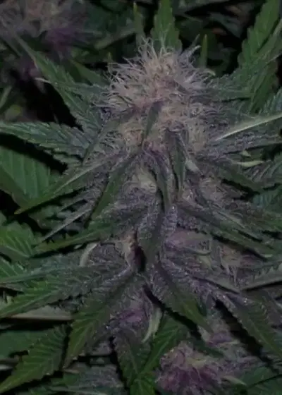 BC Blueberry by BC Bud Depot, Photoperiod cannabis strain