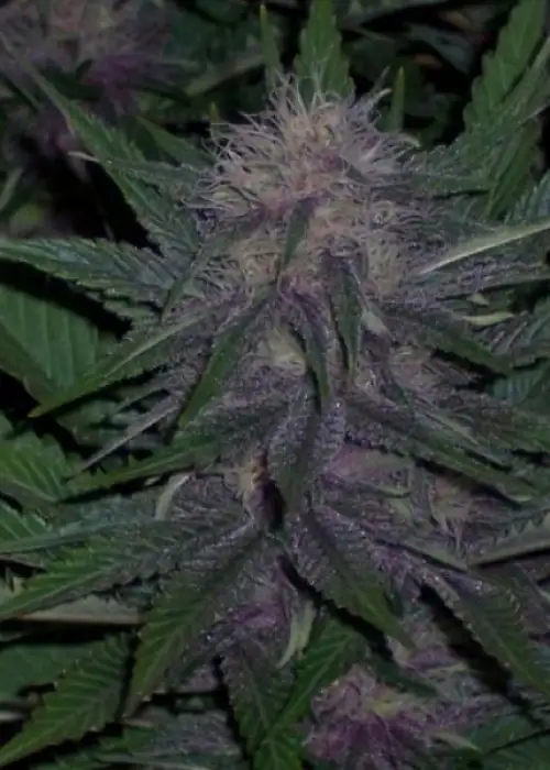 BC Blueberry by BC Bud Depot, Photoperiod cannabis strain