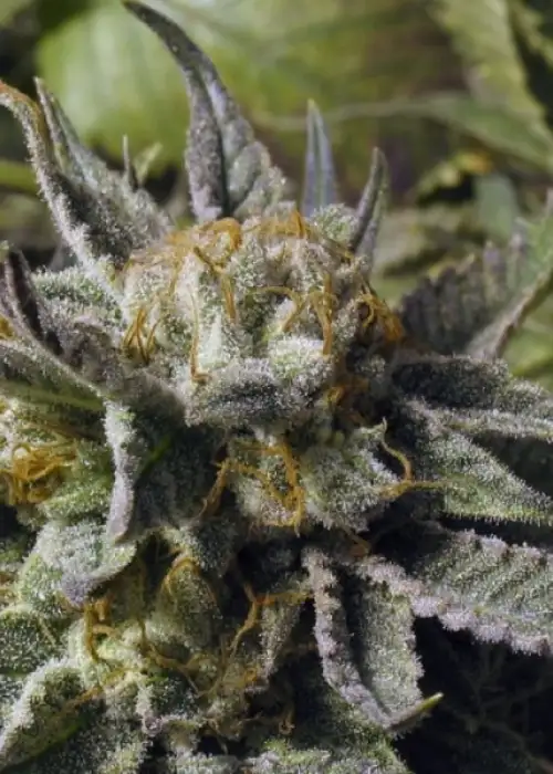 BC God Bud by BC Bud Depot, Photoperiod cannabis strain