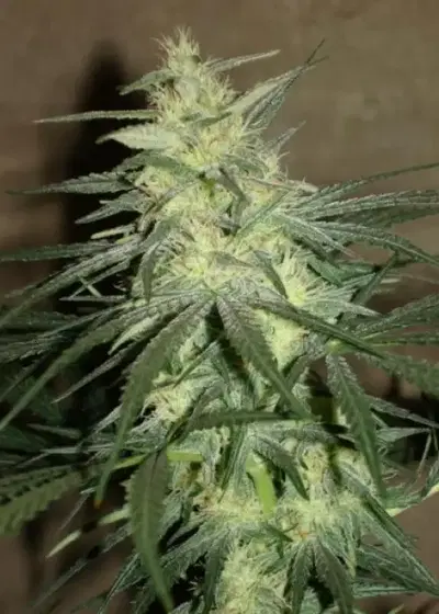 BC Mango by BC Bud Depot, Photoperiod cannabis strain