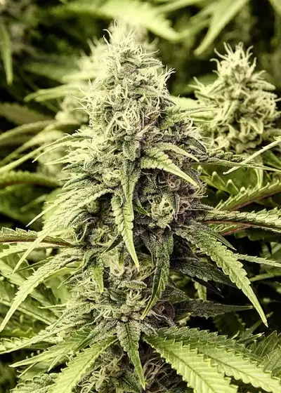BC Rockstar by BC Bud Depot, Photoperiod cannabis strain
