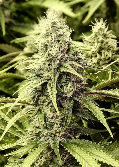 BC Rockstar by BC Bud Depot, Photoperiod cannabis strain