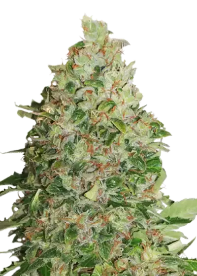 BCN Critical XXL cannabis strain