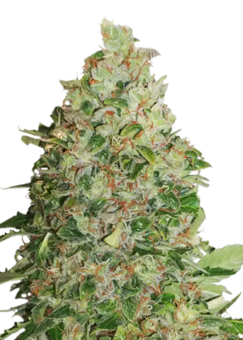 BCN Critical XXL by Seedstockers, Photoperiod cannabis strain