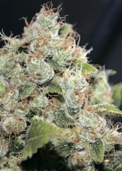 BCN Sour Diesel by Medical Seeds, Photoperiod cannabis strain