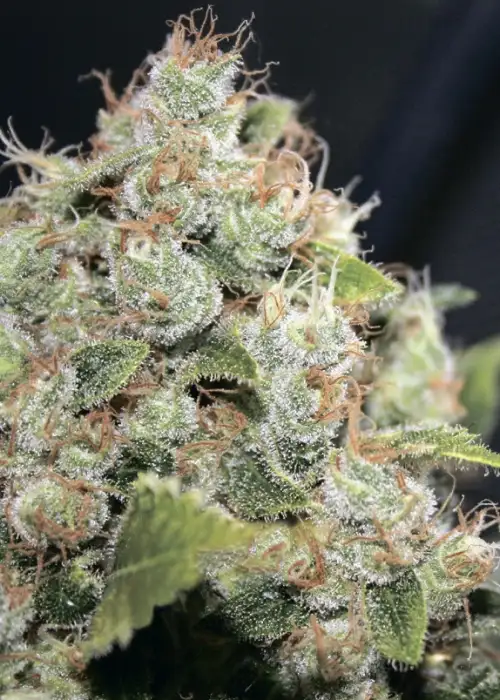BCN Sour Diesel by Medical Seeds, Photoperiod cannabis strain