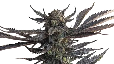 BCP by 34 Street Seed Co., Photoperiod cannabis strain