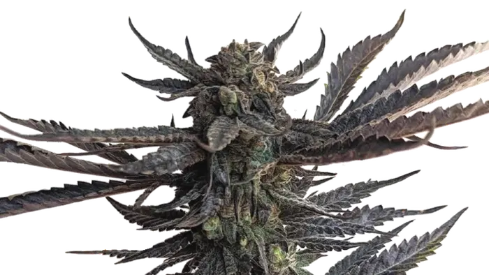 BCP by 34 Street Seed Co., Photoperiod cannabis strain