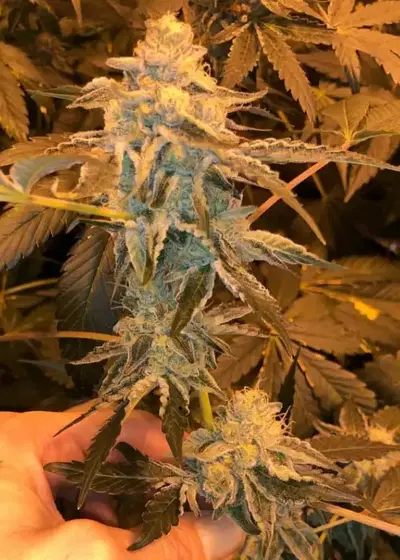 Beach Wedding by Oni Seed co., Photoperiod cannabis strain