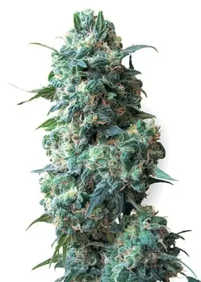 Bear Dance Autoflowering by DNA Crew, Autoflower cannabis strain