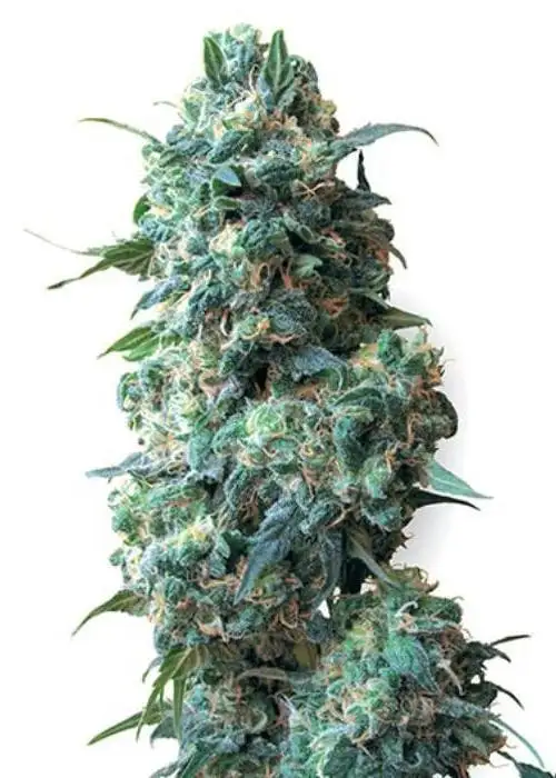 Bear Dance Autoflowering by DNA Crew, Autoflower cannabis strain