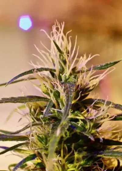 Beldia by French Touch Seeds, Photoperiod cannabis strain