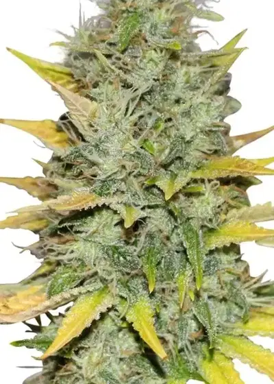 Bergman's Gold Leaf by ILGM, Photoperiod cannabis strain