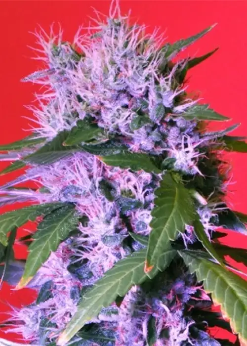 Berry Bomb Auto by Bomb Seeds, Autoflower cannabis strain