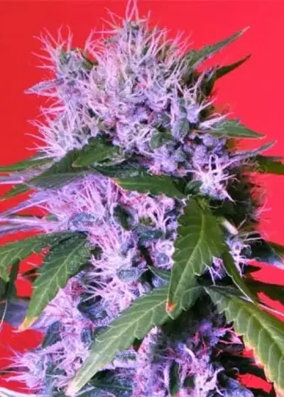 Berry Bomb by Bomb Seeds, Photoperiod cannabis strain