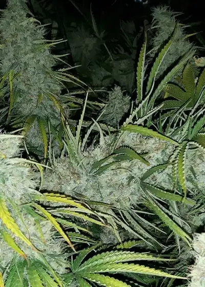 Berry OG Kush by 710 Genetics, Photoperiod cannabis strain