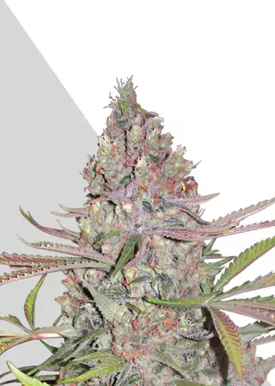 Berry Ryder by Auto Seeds, Autoflower cannabis strain