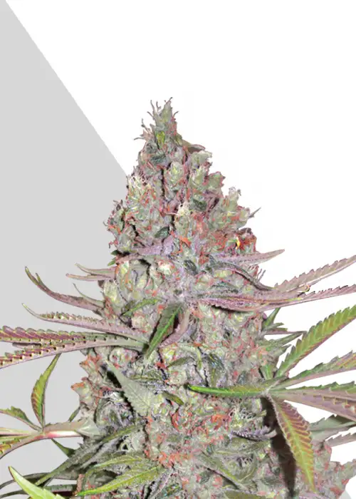 Berry Ryder by Auto Seeds, Autoflower cannabis strain