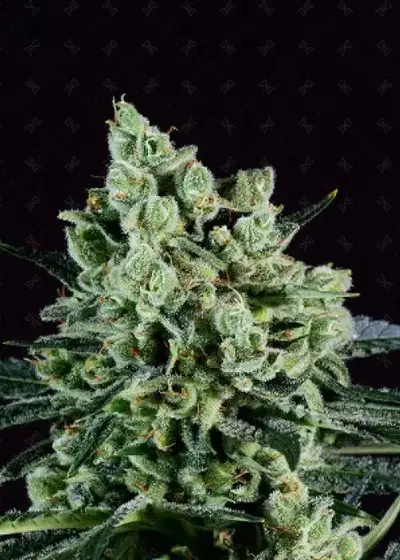 Best Mango by Genofarm, Photoperiod cannabis strain
