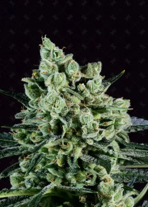 Best Mango by Genofarm, Photoperiod cannabis strain