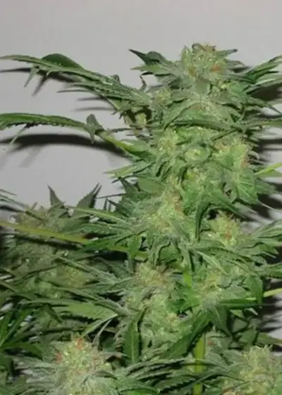 Betty Boo by Joint Doctor Lowryder, Autoflower cannabis strain