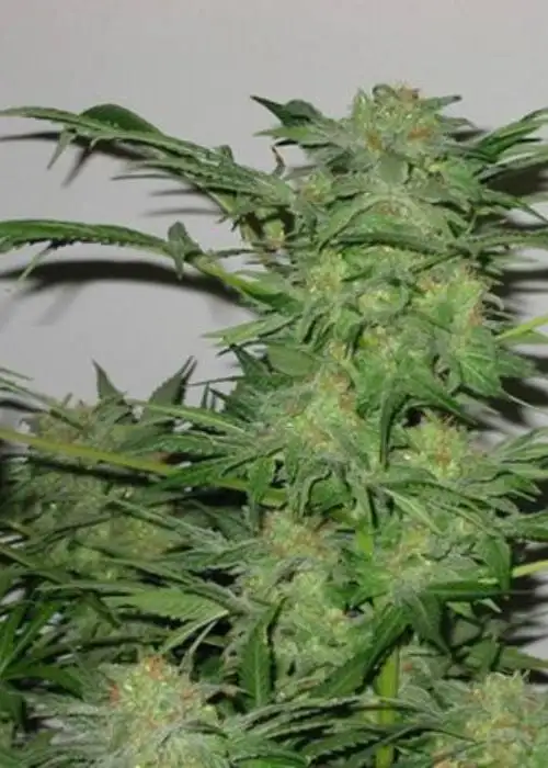 Betty Boo by Joint Doctor Lowryder, Autoflower cannabis strain