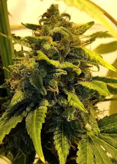 Beyond the Brain by Mandala, Photoperiod cannabis strain